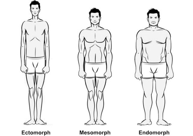 ectomorph mesomorph endomorph